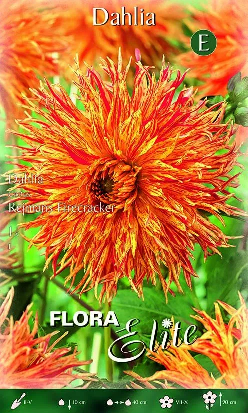 Dahlia Cactus Rejmans Firecracker (CONFEZIONE DA 1 BULBO)