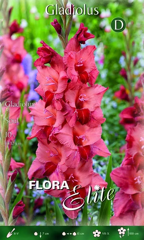 Gladioli Soul (CONFEZIONE DA 10 BULBI)
