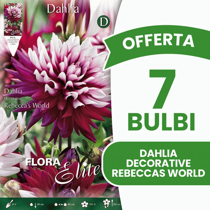 OFFERTA 7 BULBI DAHLIA DECORATIVE REBECCA'S WORLD