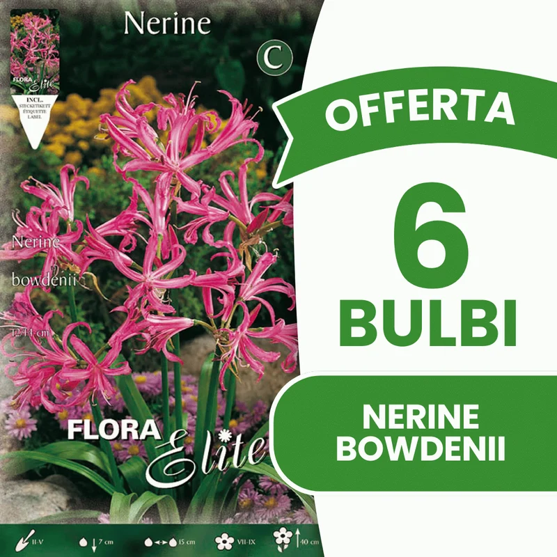 OFFERTA 6 BULBI NERINE BOWDENII