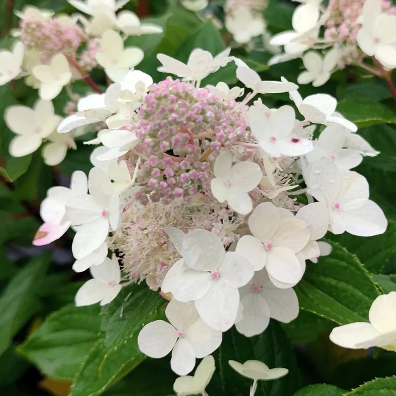 Hydrangea Paniculata Confetti in Vaso da 18cm