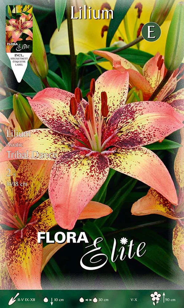LILIUM ASIATICI TRIBAL DANCE (CONFEZIONE DA 2 BULBI)