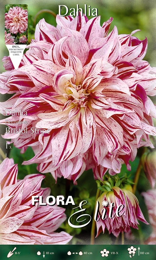 DAHLIA DECORATIVE BRISTOL STRIPE (CONFEZIONE DA 1 BULBO)