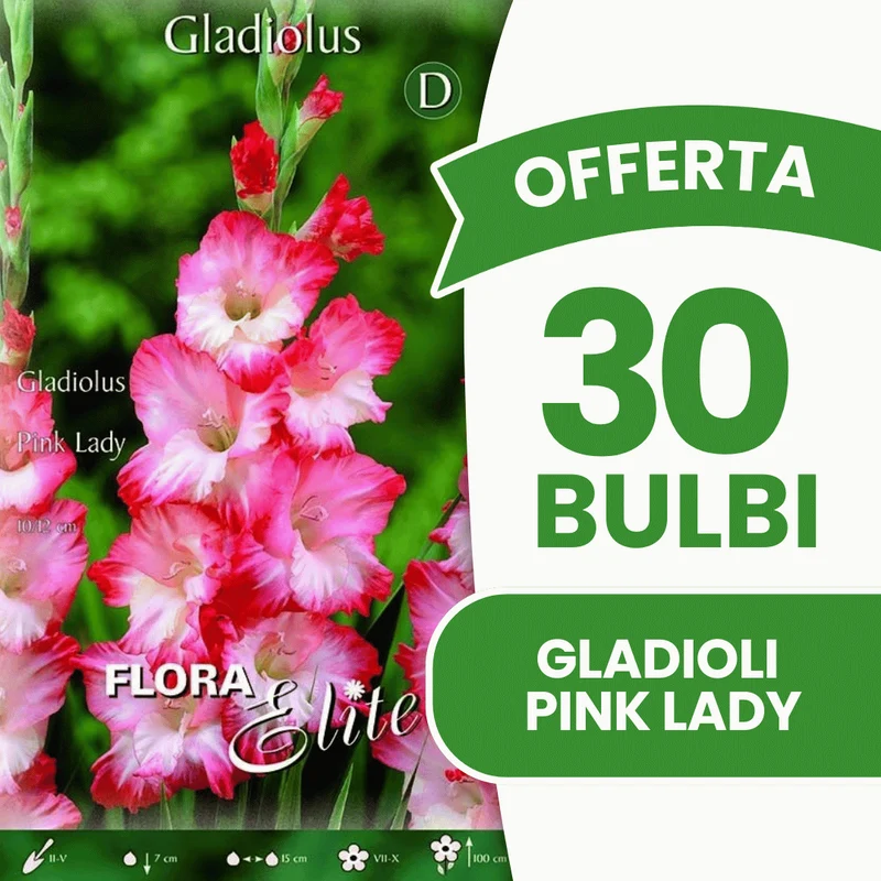 Offerta 30 Bulbi Gladioli Pink Lady