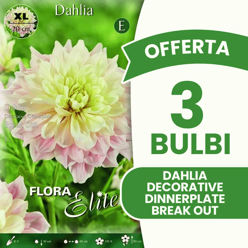Offerta 3 Bulbi Dahlia Decorative 'Dinnerplate' Break Out