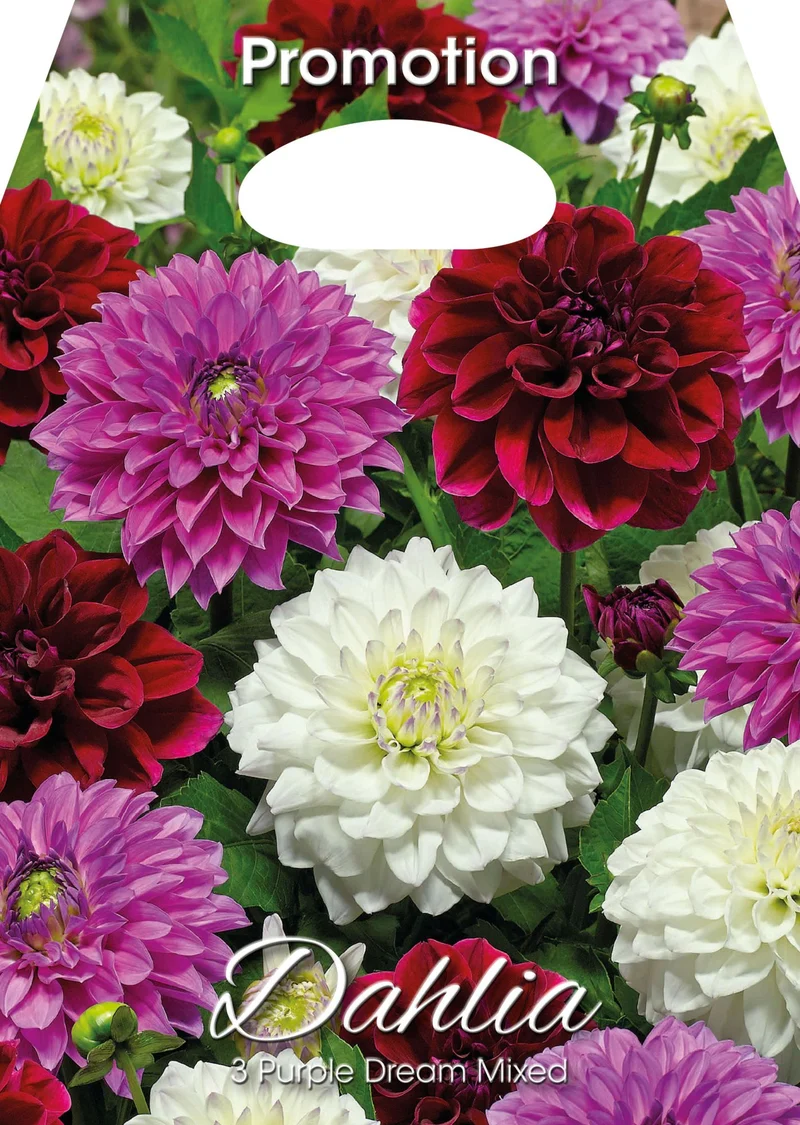 Dahlia Purple Dream Mixed (CONFEZIONE DA 3 BULBI)
