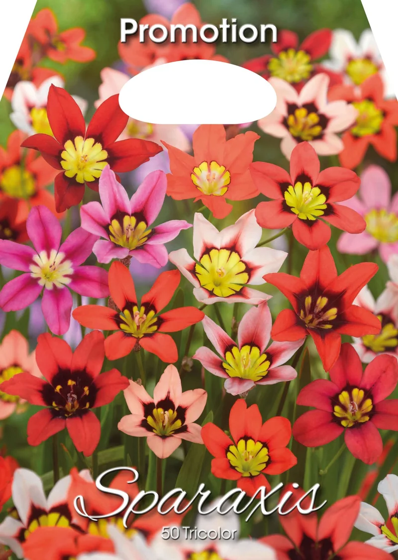 Sparaxis Tricolor (CONFEZIONE DA 50 BULBI)