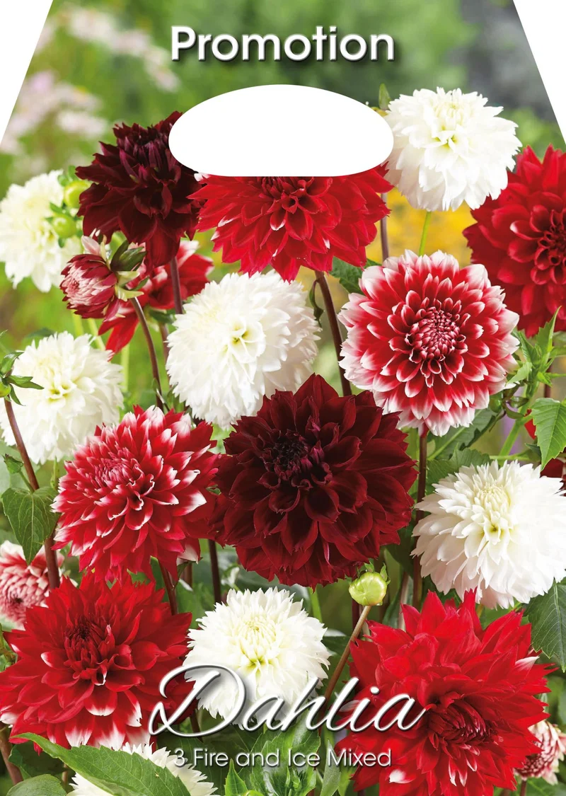 Dahlia Fire and Ice Mixed (CONFEZIONE DA 3 BULBI)