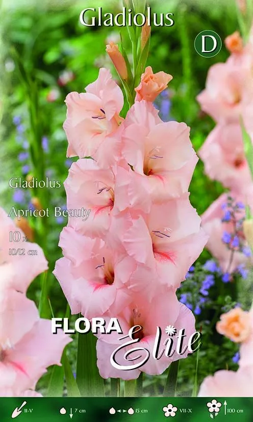 Gladioli Apricot Beauty (CONFEZIONE DA 10 BULBI)