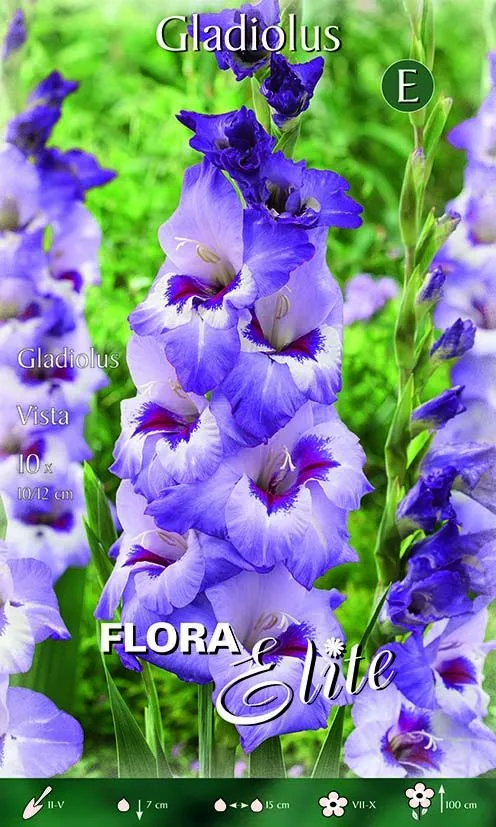 Gladioli Vista (CONFEZIONE DA 10 BULBI)