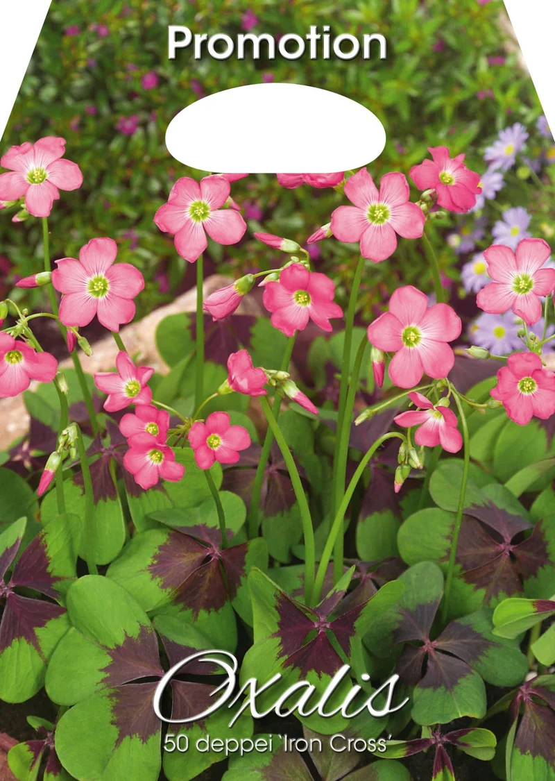 Ossalidi Oxalis Deppei 'Iron Cross' (CONFEZIONE DA 50 BULBI)