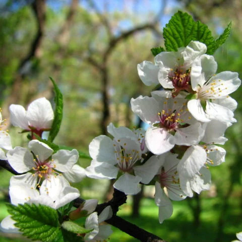 Prunus Tomentosa in Vaso da 17cm