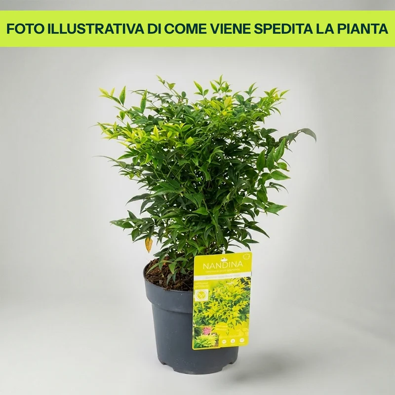 Nandina in Vaso da 19cm