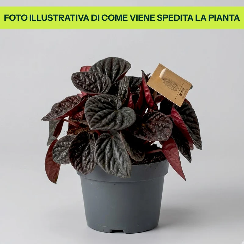 Peperomia Caperata Chocolat in Vaso da 12cm