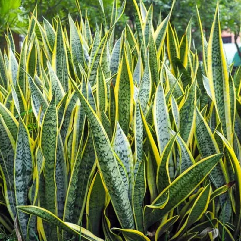Sansevieria Laurentii in Vaso da 14cm