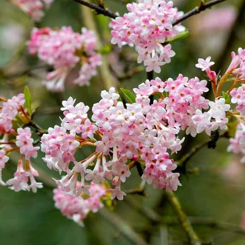 Viburnum Bodnantense Dawn in Vaso da 15cm