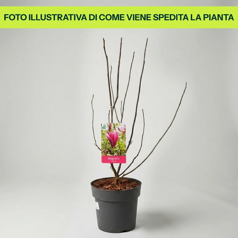 Magnolia Susan in Vaso da 21cm