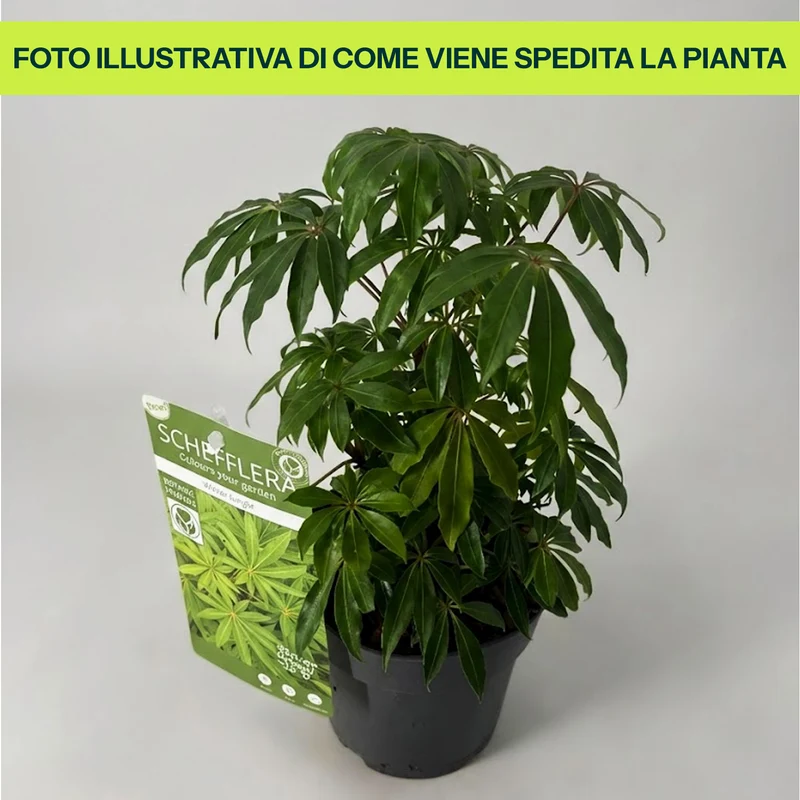 Skeflera Winter Jungle in Vaso da 15cm