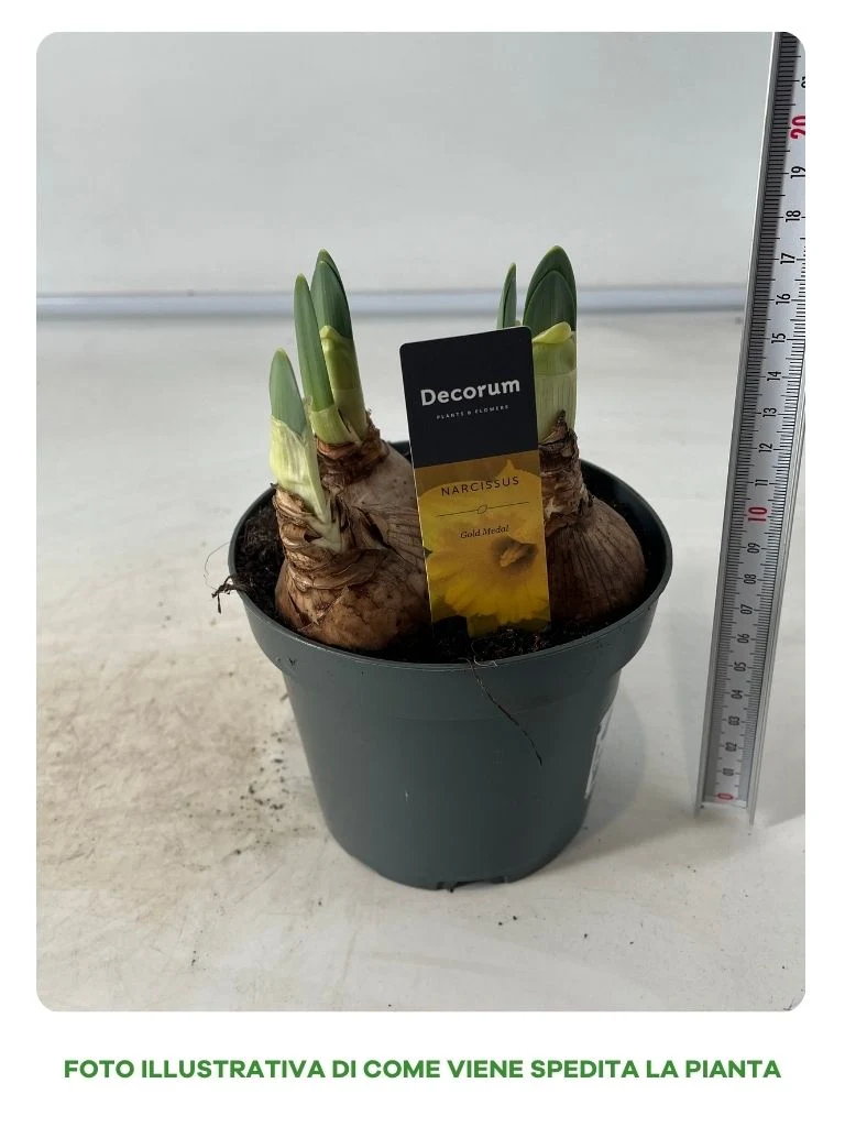 Narciso Giallo Gold Medal in Vaso da 12cm