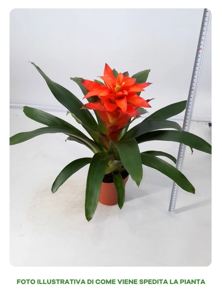 GUZMANIA ORANGE IN VASO DA 12CM