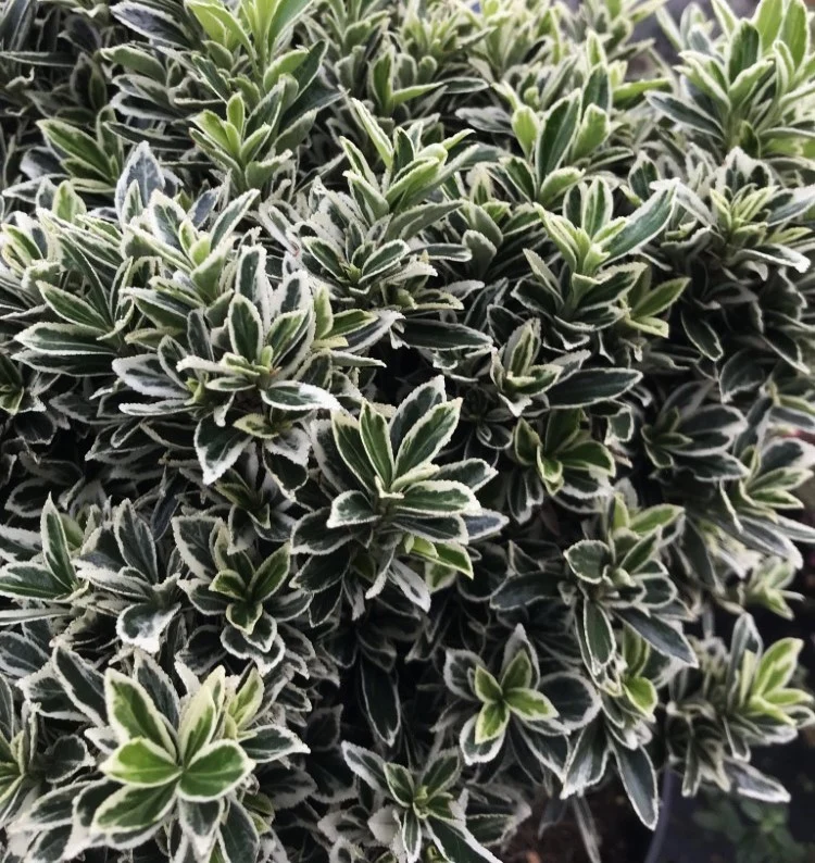 EUONYMUS MICROPHYLLUS IN VASO DA 9CM