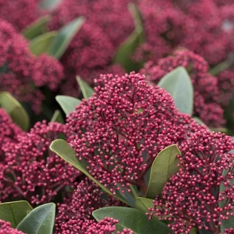 SKIMMIA JAPONICA RUBELLA IN VASO DA 17CM