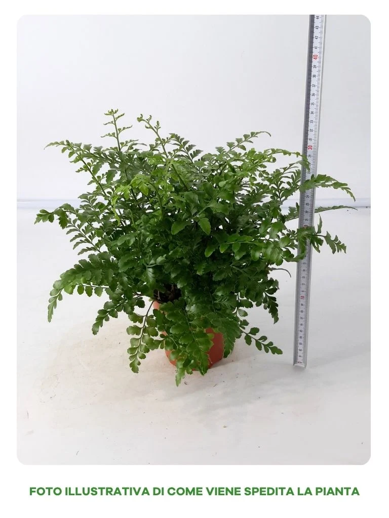 ASPLENIUM PARVATI IN VASO DA 14CM