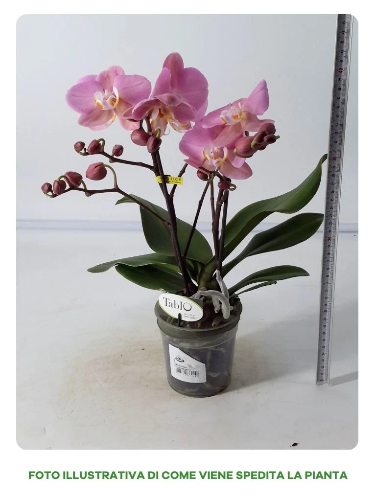 PHALENOPSIS TABLO COSMOPOLITAN IN VASO DA 12CM