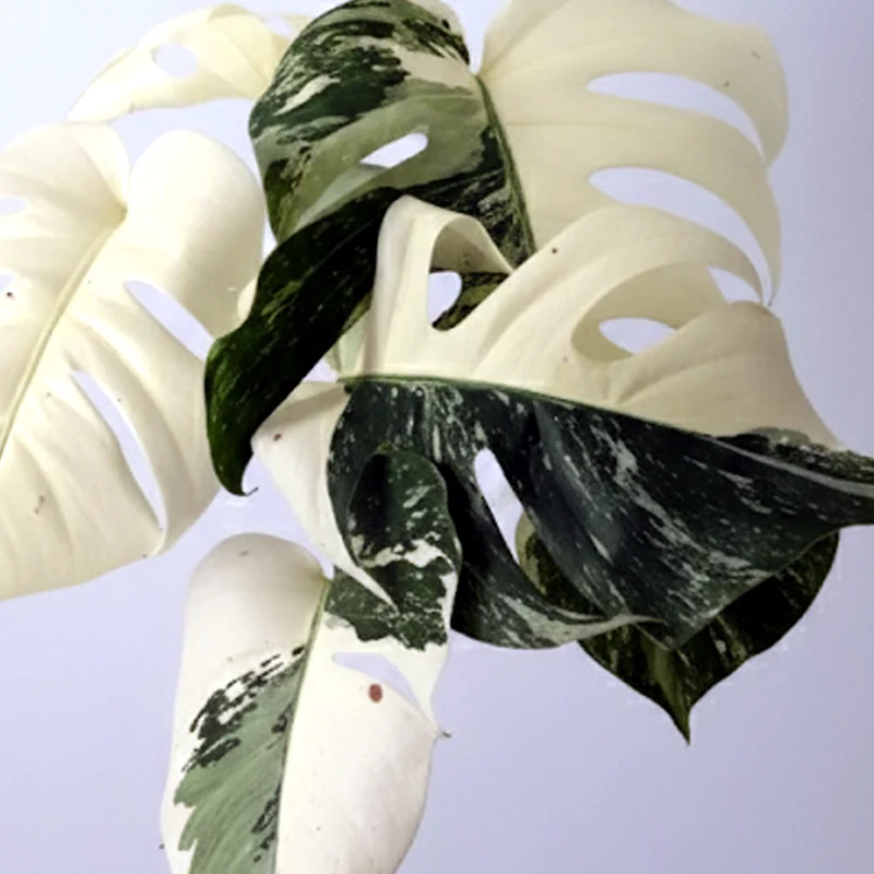 MONSTERA DELICIOSA SUPER IN VASO DA 15CM EDIZIONE LIMITATA SOLO 9 ESEMPLARI
