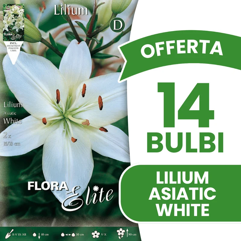 OFFERTA 14 BULBI LILIUM ASIATIC WHITE