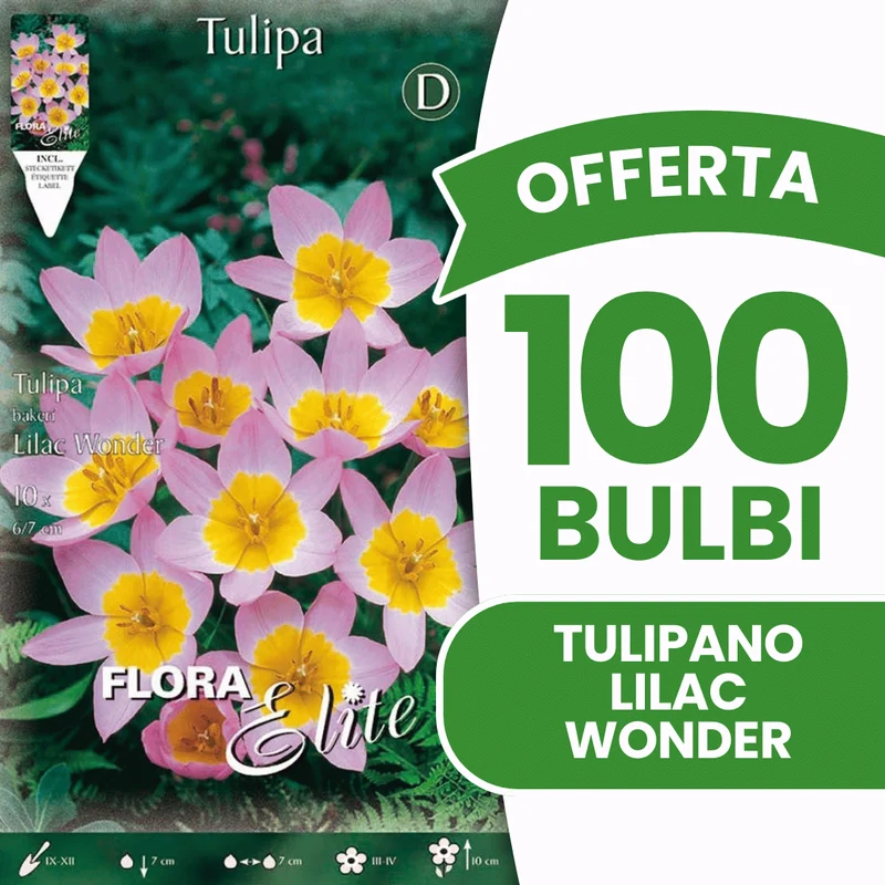 OFFERTA 100 BULBI TULIPANI LILIAC WONDER