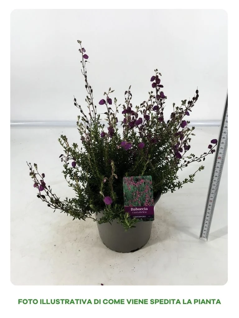 DABOECIA CANTABRICA IN VASO DA 15CM