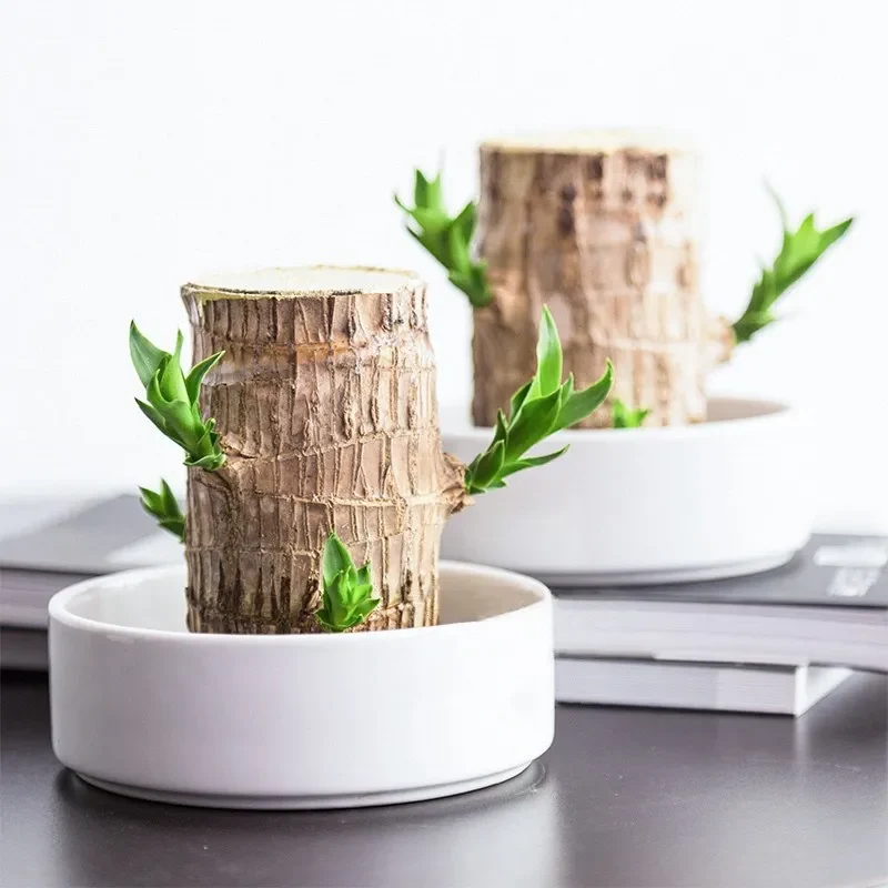 PureAura - naturlig luftrensende plante