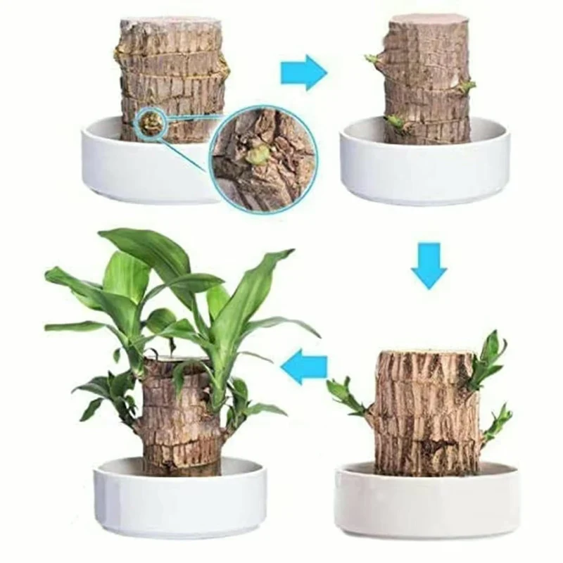 PureAura - naturlig luftrensende plante