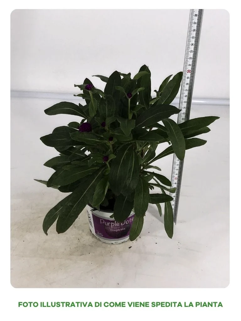 GOMPHRENA IN VASO DA 13CM