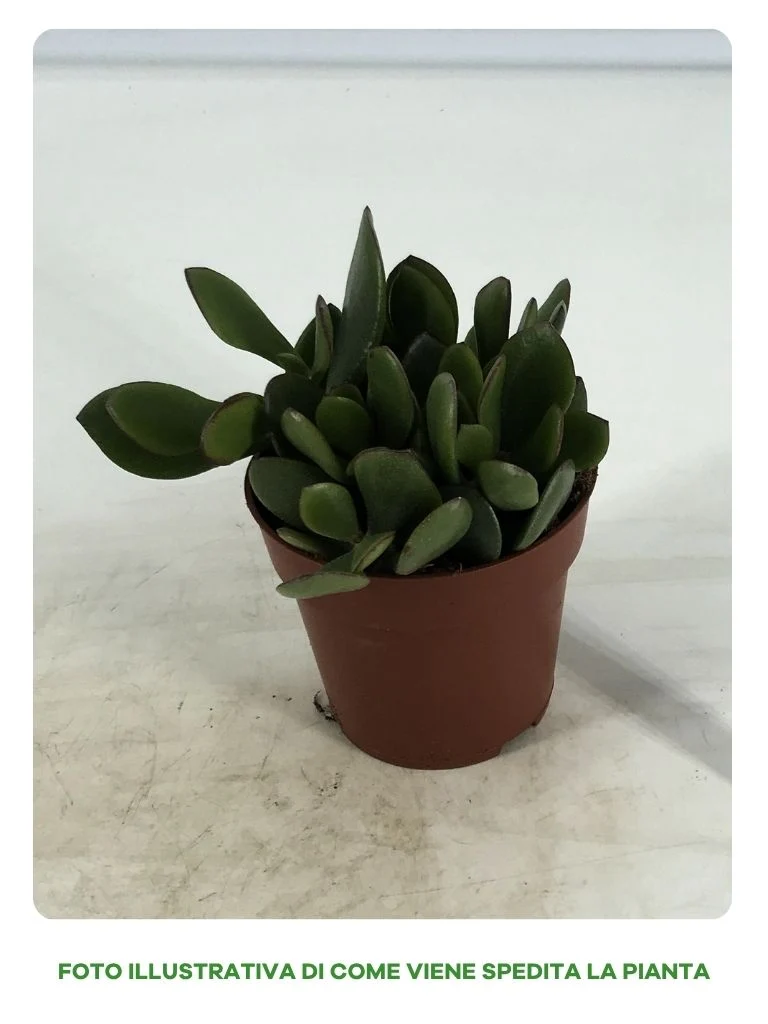 CRASSULA CONVOLUTA IN VASO DA 9CM