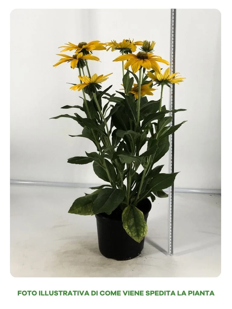 RUDBECHIA IN VASO DA 20CM
