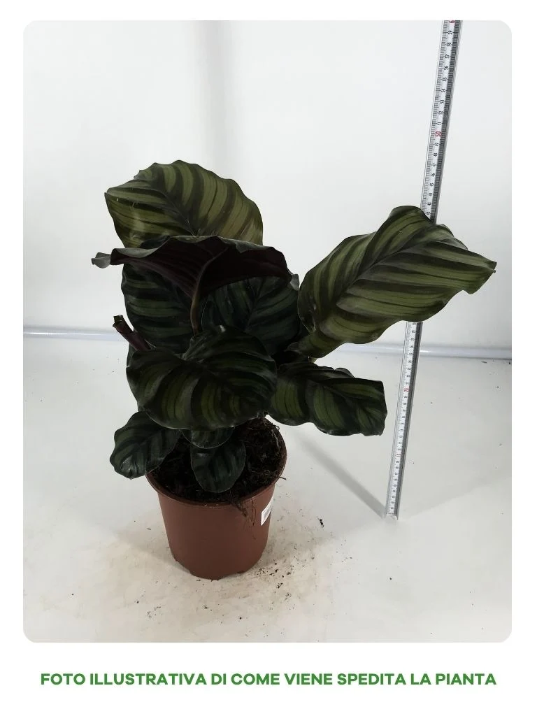 CALATHEA FASCIATA IN VASO DA 17CM