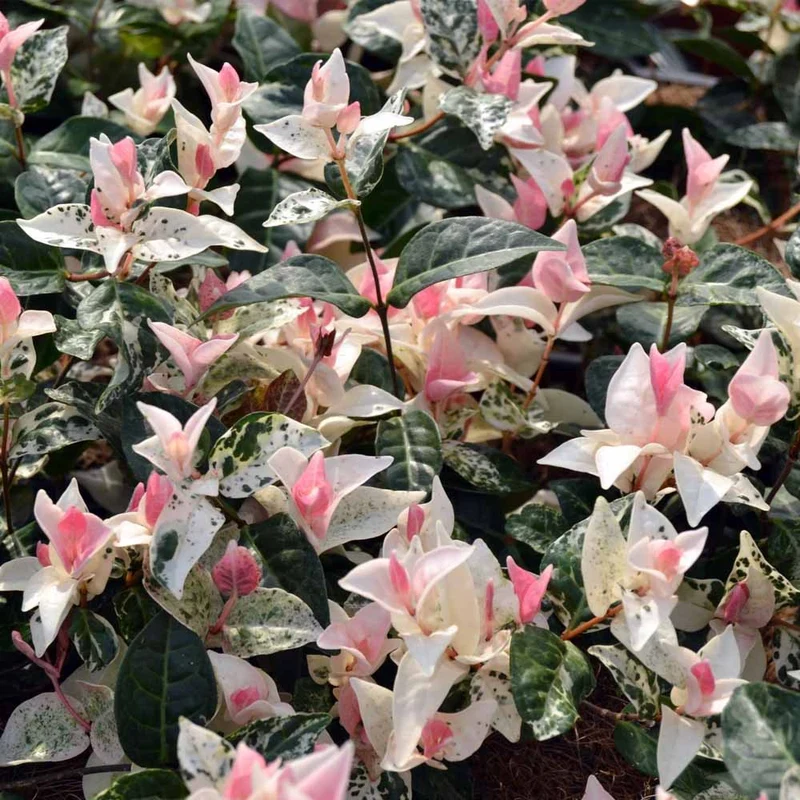 TRACHELOSPERMUM TRICOLOR IN BASKET DA 16CM