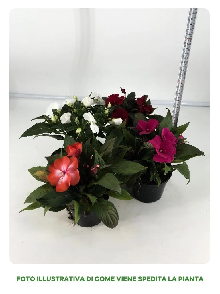 SUNPATIENS NUOVA GUINEA IN VASO DA 14CM COLORI ASSORTITI