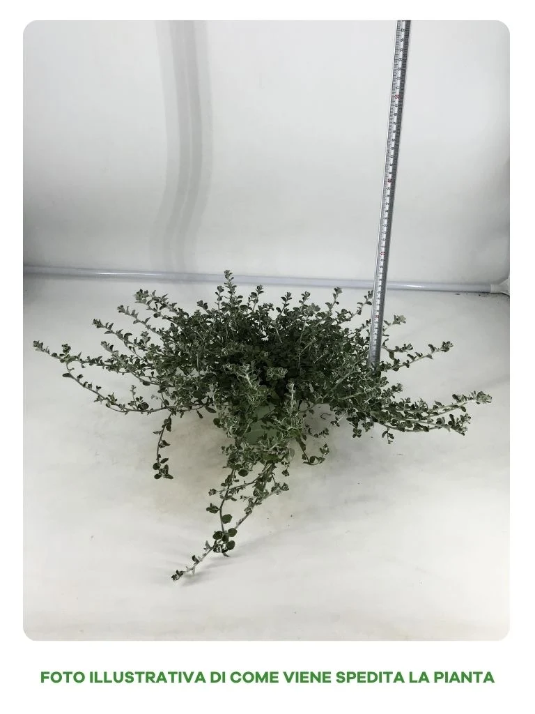 ELICRISO PETIOLARIS IN VASO DA 14CM