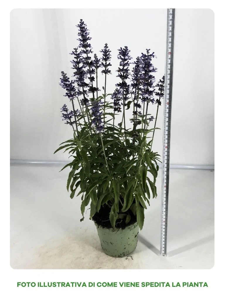 SALVIA FARINACEA IN VASO DA 14CM