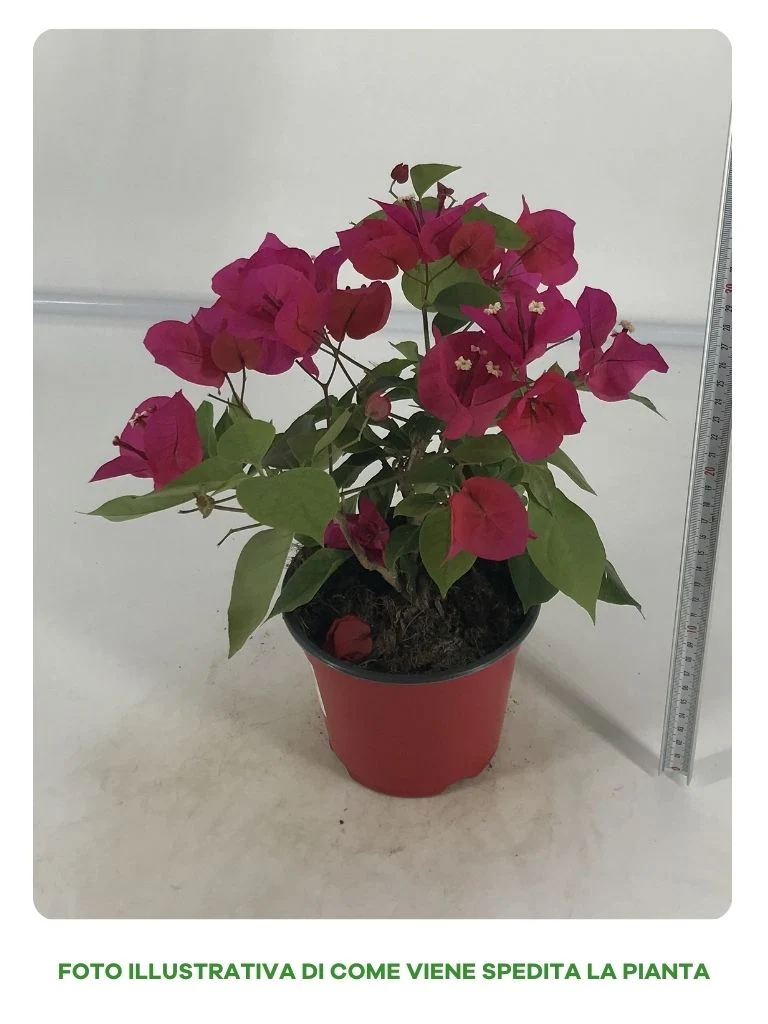 BOUGANVILLEA CALIFORNIANA IN VASO DA 14CM