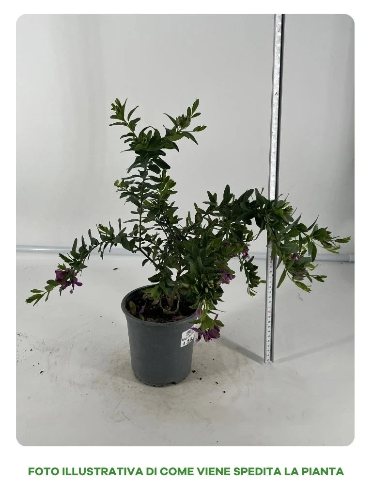 POLYGALA MYRTIFOLIA IN VASO 15CM