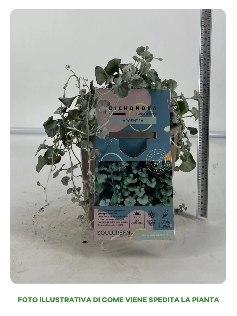 DICHONDRA IN VASO 16CM