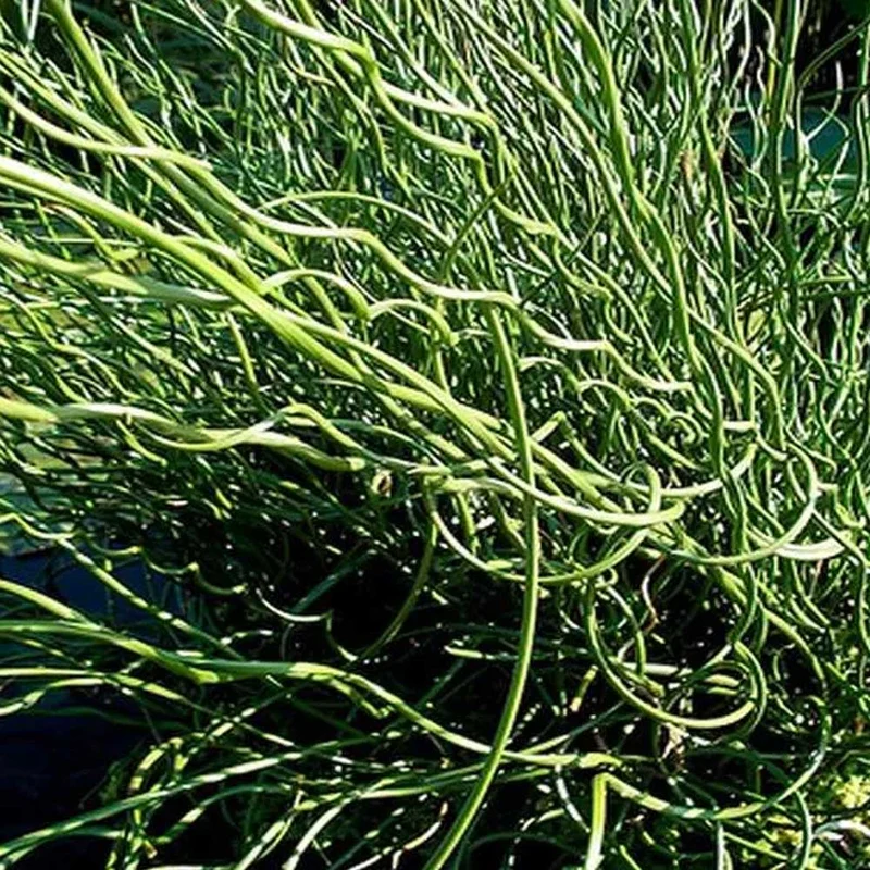 JUNCUS SPIRALIS IN VASO 16CM