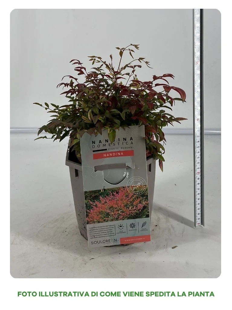 NANDINA DOMESTICA IN VASO 16CM