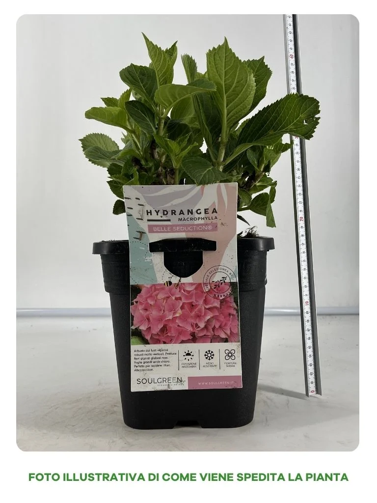 ORTENSIA BELLE SEDUCTION IN VASO 18CM