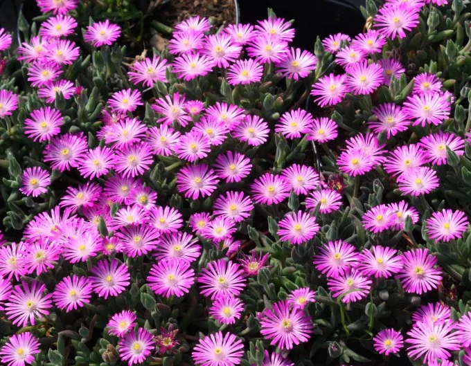 DELOSPERMA COOPERI ABERDEEN IN VASO 14CM