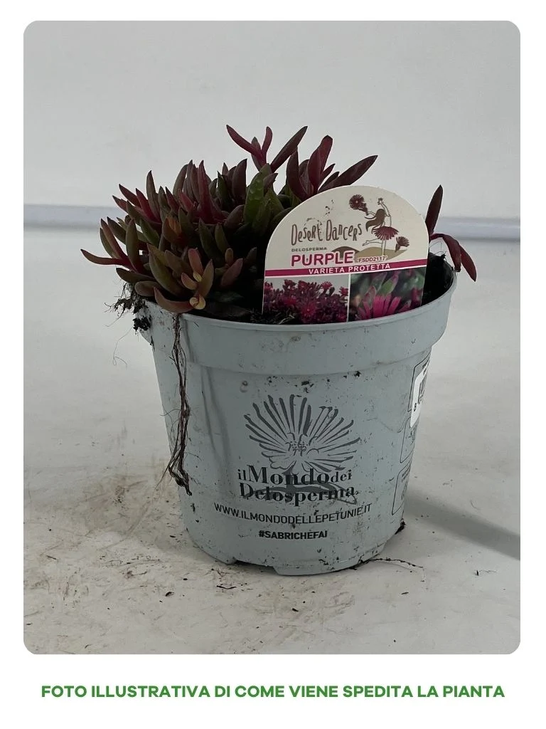 DELOSPERMA DESERT PURPLE 14CM